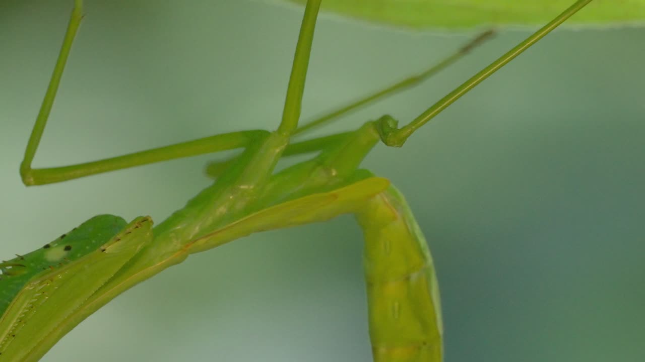 Close up shot of the body of a green Macro Mantis in Tambopata, Madre de Dios Region, Peru, in the peruvian amazon