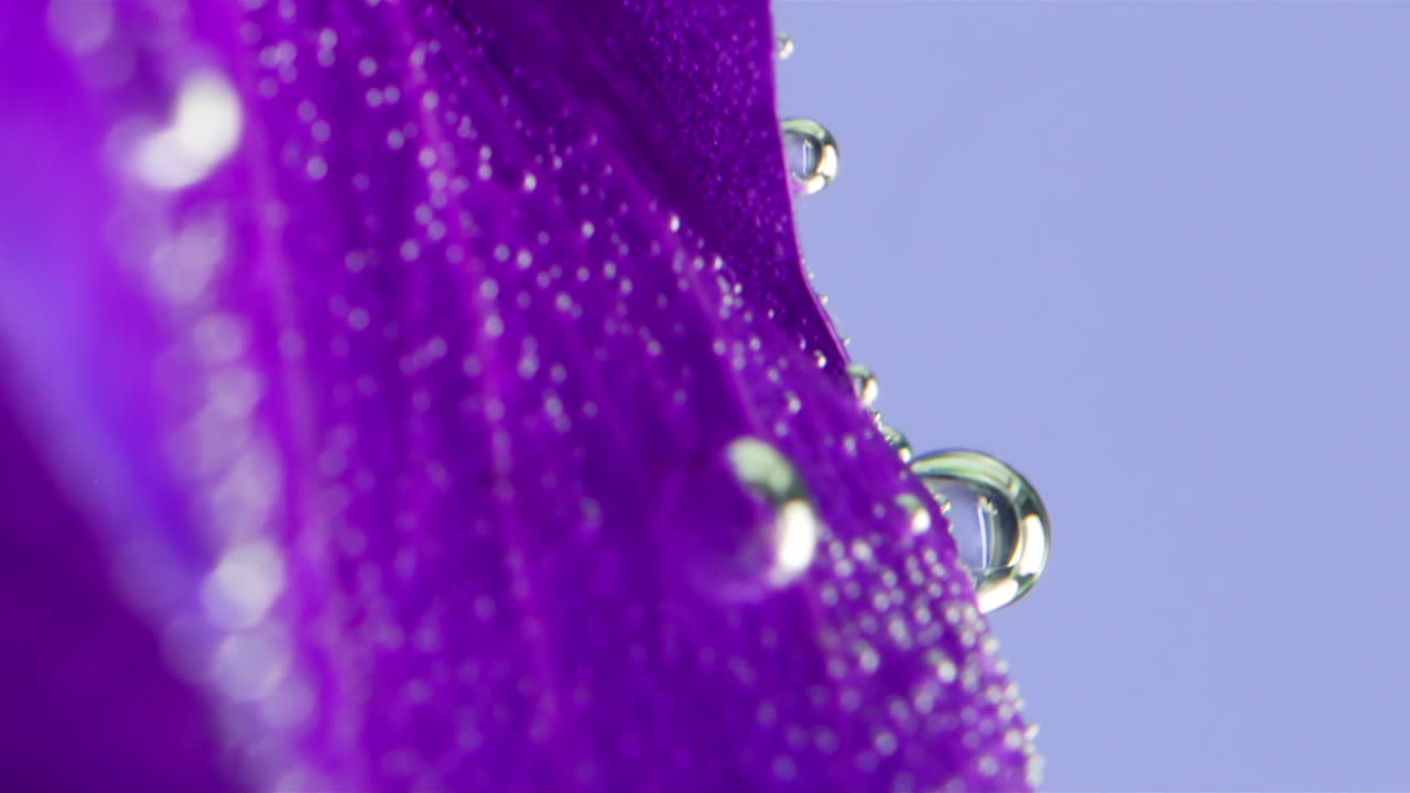 крупный план фиолетового цветочного лепестка с каплями воды