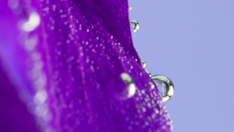 primer plano de un pétalo de flor púrpura con gotas de agua