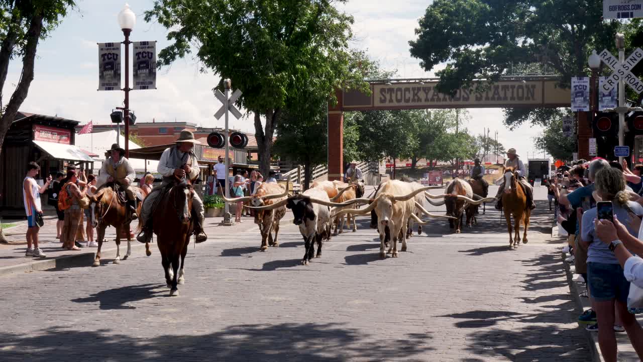 Slow motion landscape of cowboy on horseback leading longhorn cattle cow livestock down main street parade event Stockyards stables Texas Fort Worth Dallas USA America