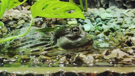 rana verde sentada sobre el agua en algunas rocas acechando a la presa