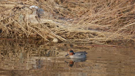 Männliche-Eurasische-Teal-Ente,-Die-Im-Herbst-Auf-Dem-See-Isst