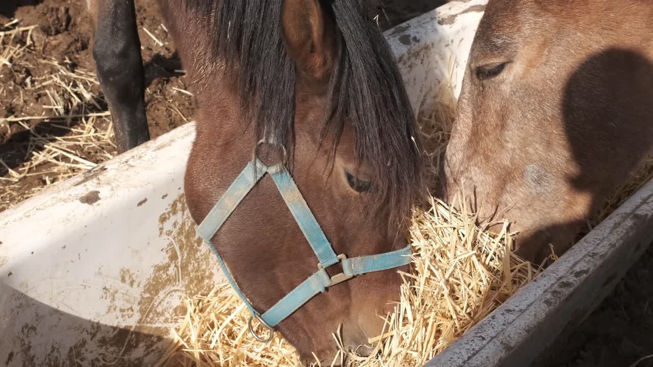Hest nyder et måltid hø fra et rustikt trug i et solrigt landbrugsmiljø.