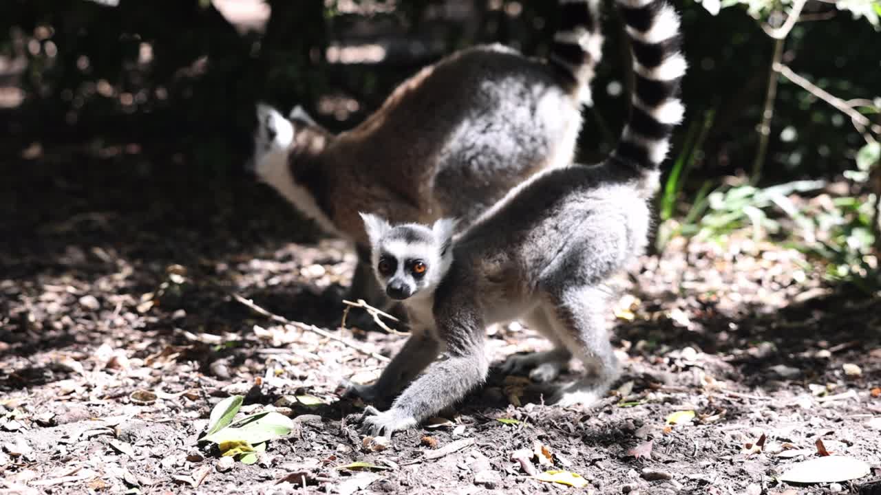una pareja de lémures en busca de alimento en el suelo en el bosque y observando los alrededores en busca de peligro.
