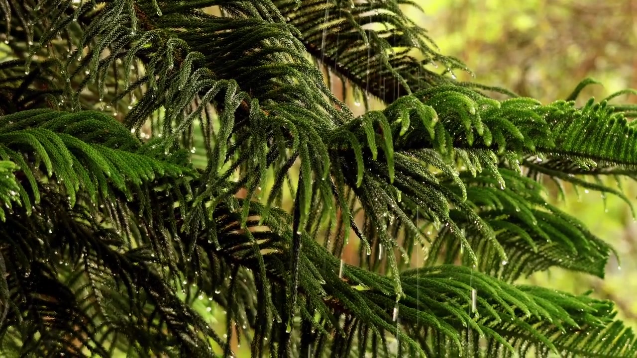 Un video ravvicinato che cattura fresche gocce di pioggia che cadono attraverso le delicate foglie verdi di un albero di Natale durante una leggera pioggia primaverile nell'Himachal Pradesh, India.