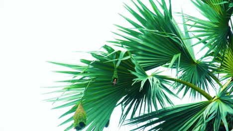 a tiny weaver bird flies away from its bird's nest located in a palm tree