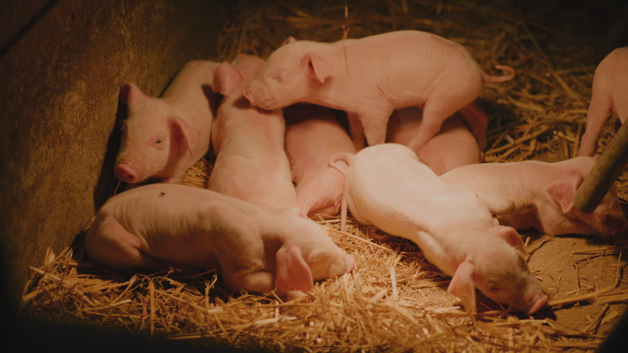 새끼 돼지 들 은 창고 에