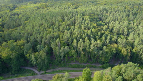 Immergrüne-Bäume-Im-Dichten-Wald-Im-Frühjahr