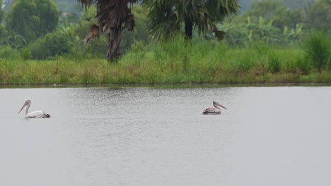 Meeting-at-the-mid-center-and-going-to-the-opposite-ways-as-one-on-the-right-strikes-for-a-fish-to-eat,-Spot-billed-Pelican-Pelecanus-philippensis,-Thailand