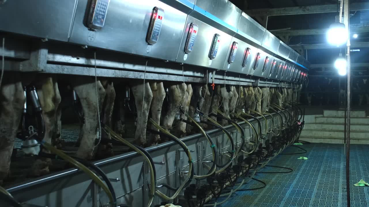 images of cows milked in the parlor
