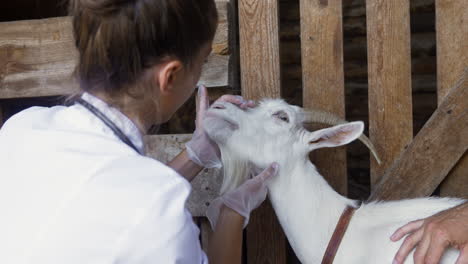 woman and man taking care of the white goat