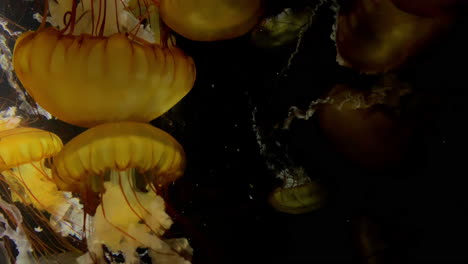 medusas - chrysaora fuscescens - en el acuario kamon, japón