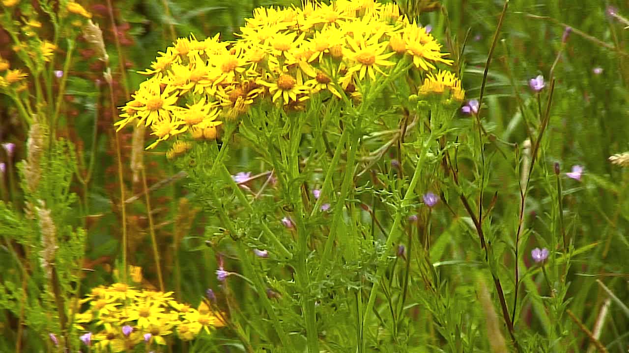 rutland에 있는 oakham의 영국 마을에 있는 황무지에서 자라는 옥스포드 래그워트