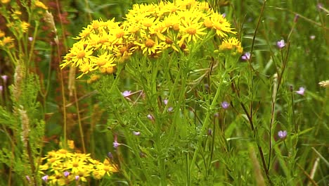 oxford ragwort growing on wasteland in the english town of oakham in rutland