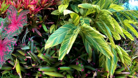 Hileras-De-Codiaeum-Variegatum-En-Una-Panorámica-Suave-De-Estos-Jardines-Tropicales