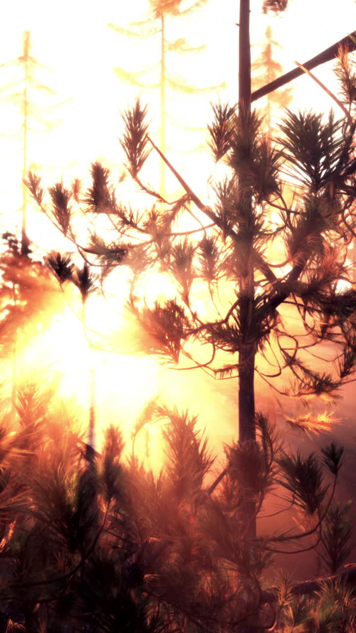 восход солнца в сосновом лесу