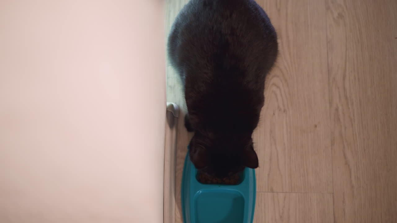 Overhead Black Cat Eating From Bowl On Wooden Floor, Soft Indoor Light, Cozy Morning Mood, Close Crop, Slow Motion Munching, Visible Whiskers And Paws, Ceramic Turquoise Bowl, Pet Routine