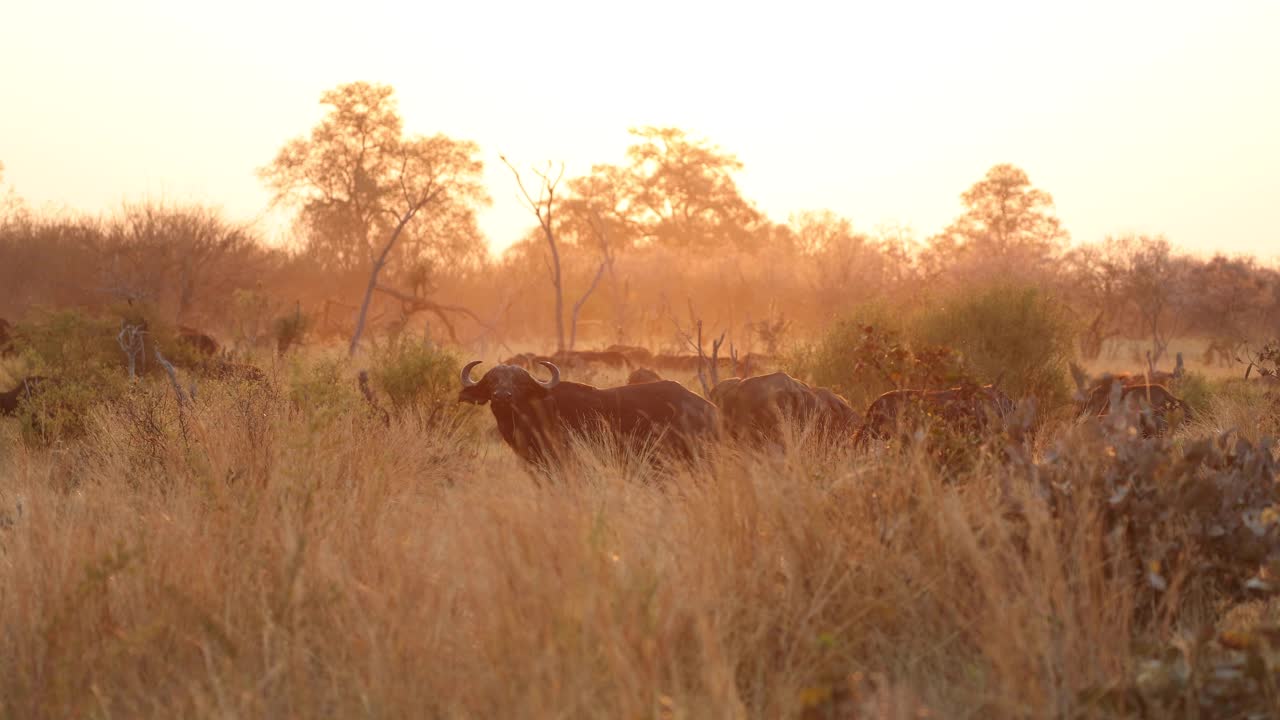 manada de búfalos recortada en hierba alta a la luz dorada de la mañana, khwai, botswana