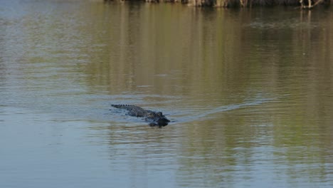 Amerikanischer-Alligator-Schwimmt-In-Zeitlupe-Weit