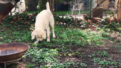 perro blanco buscando y cavando en el suelo