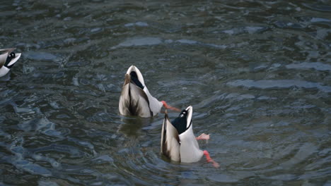 mallard ducks diving and swimming on lake