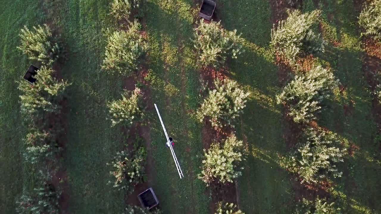 Aerial view of an orchard with trees and a ladder