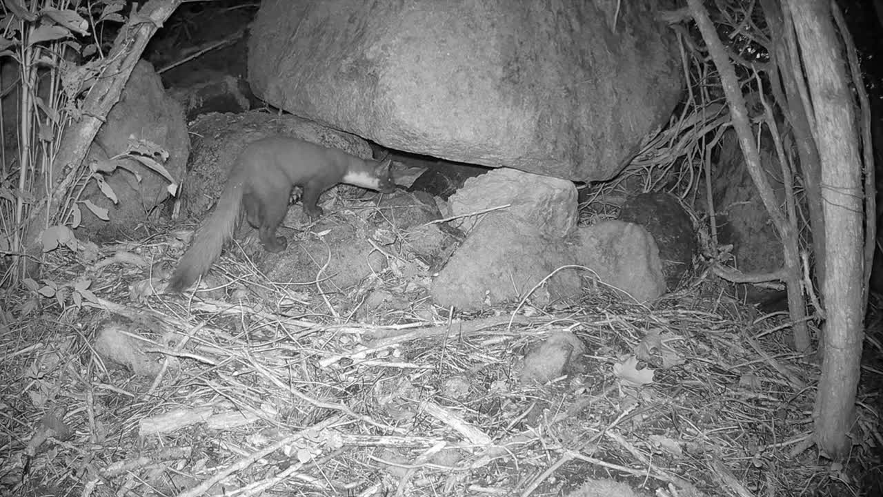 The European pine marten (Martes martes), also known as the pine marten, marking its territory at night. Saaremaa, Estonia