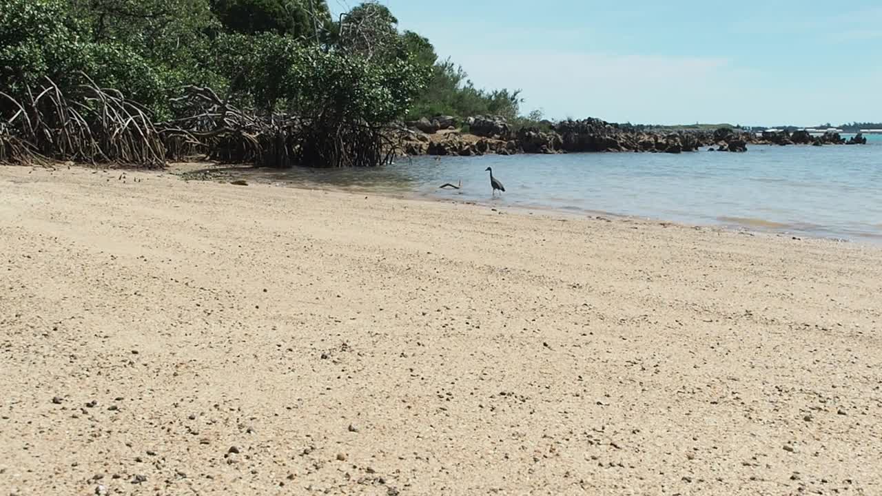 Heron on a tropical beach.
