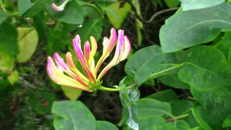 Closeup-of-a-pink-and-yellow-honeysuckle-flower-being-gently-blown-in-a-breeze