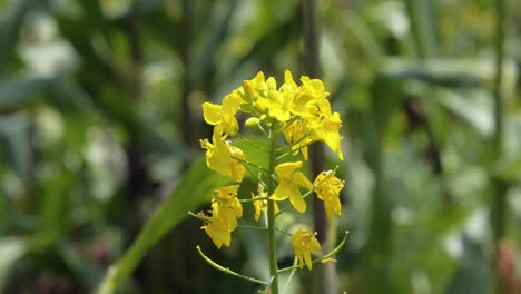 Bees-Flying-On-Yellow-Buttercup-Flower-Swaying-Gently-In-Garden-With-Bokeh-Background