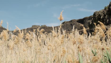 feathery pampas grass blow in breeze at base of rock bluffs, low angle