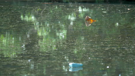 Insectos-Deslizándose-Sobre-La-Superficie-Del-Estanque-En-El-Parque-De-Humedales-De-Hampstead,-Singapur