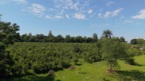 experience the serenity of a slow flight over vast, vibrant yerba mate plantations, surrounded by nature.