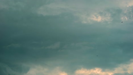 pájaros volando en el cielo nublado al atardecer - toma de ángulo bajo