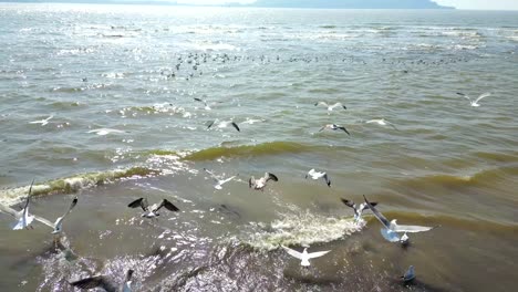 birds flying from beside the river to river wide view
