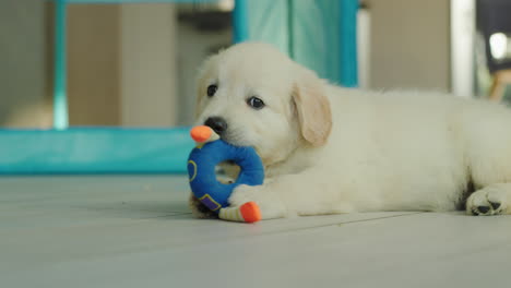 Un-Lindo-Cachorro-De-Un-Golden-Retriever-Juega-En-El-Suelo,-Muerde-Un-Juguete-Suave