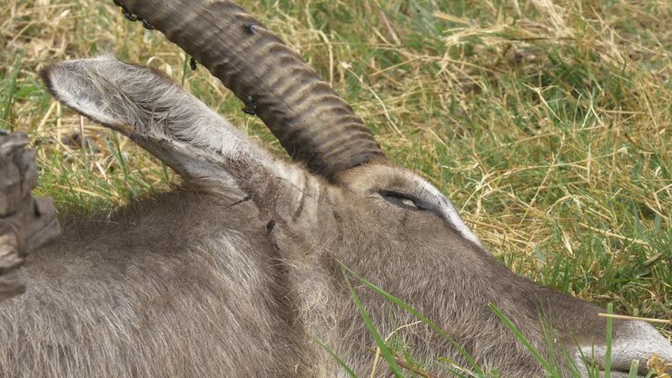 Primo piano della testa e del corno di un'antilope d'acqua morta adagiata nell'erba.