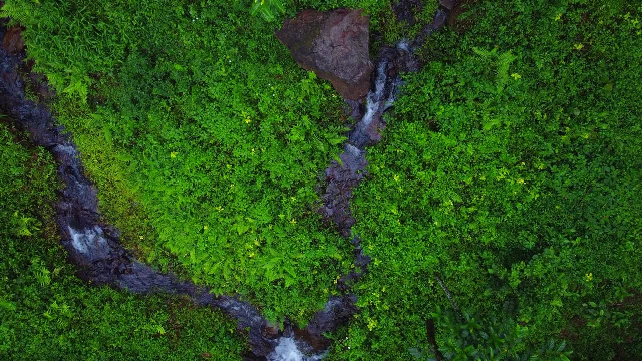 Vibrant aerial top-down view of a dense, lush green hillside forest floor, with dark water streamlets converging over mossy rocks, showcasing a wet tropical environment
