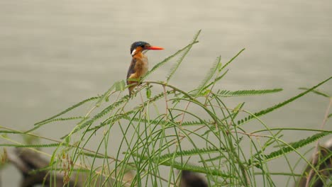 Malachit-Eisvogel-Sitzt-An-Einem-Windigen-Tag-Auf-Einer-Grünen-Pflanze-Neben-Dem-Wasserrand