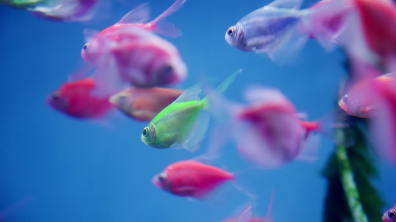 다채로운 글로피시 (글로피시) - 플루오렌스 색의 유전자 변형 물고기