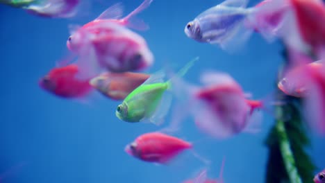 colorful glofish species in aquarium, fluorescently colored genetically modified fish