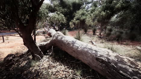 árbol caído en un bosque