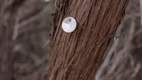 tree with numbered metal tag nailed to it