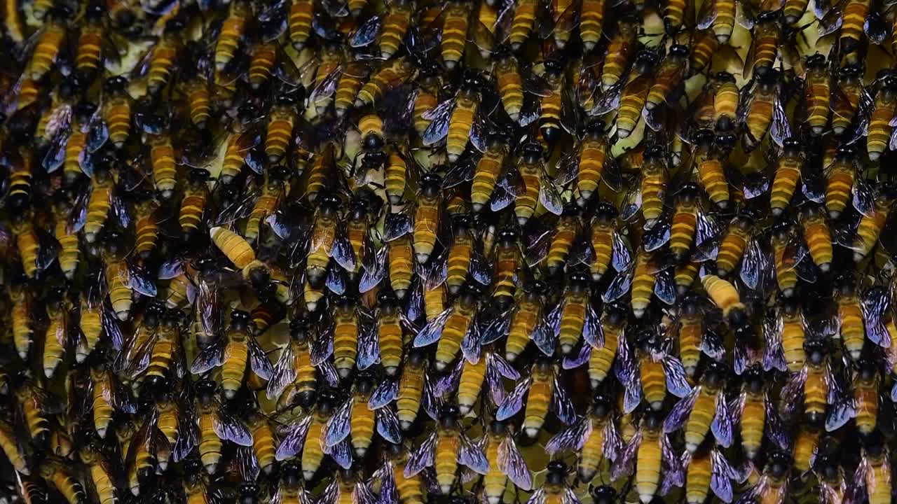 se sabe que las abejas melíferas gigantes construyen grandes colonias de nidos con bolsillos simétricos hechos de cera para almacenar miel como fuente de alimento.