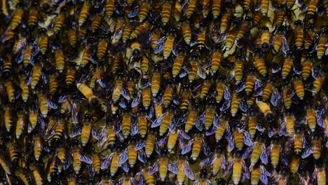 Se-Sabe-Que-Las-Abejas-Melíferas-Gigantes-Construyen-Grandes-Colonias-De-Nidos-Con-Bolsillos-Simétricos-Hechos-De-Cera-Para-Almacenar-Miel-Como-Fuente-De-Alimento.