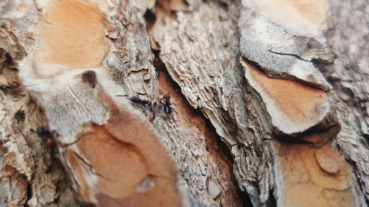 hormigas paradas y caminando sobre la corteza de los árboles