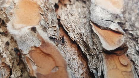 ants standing and walking on tree bark