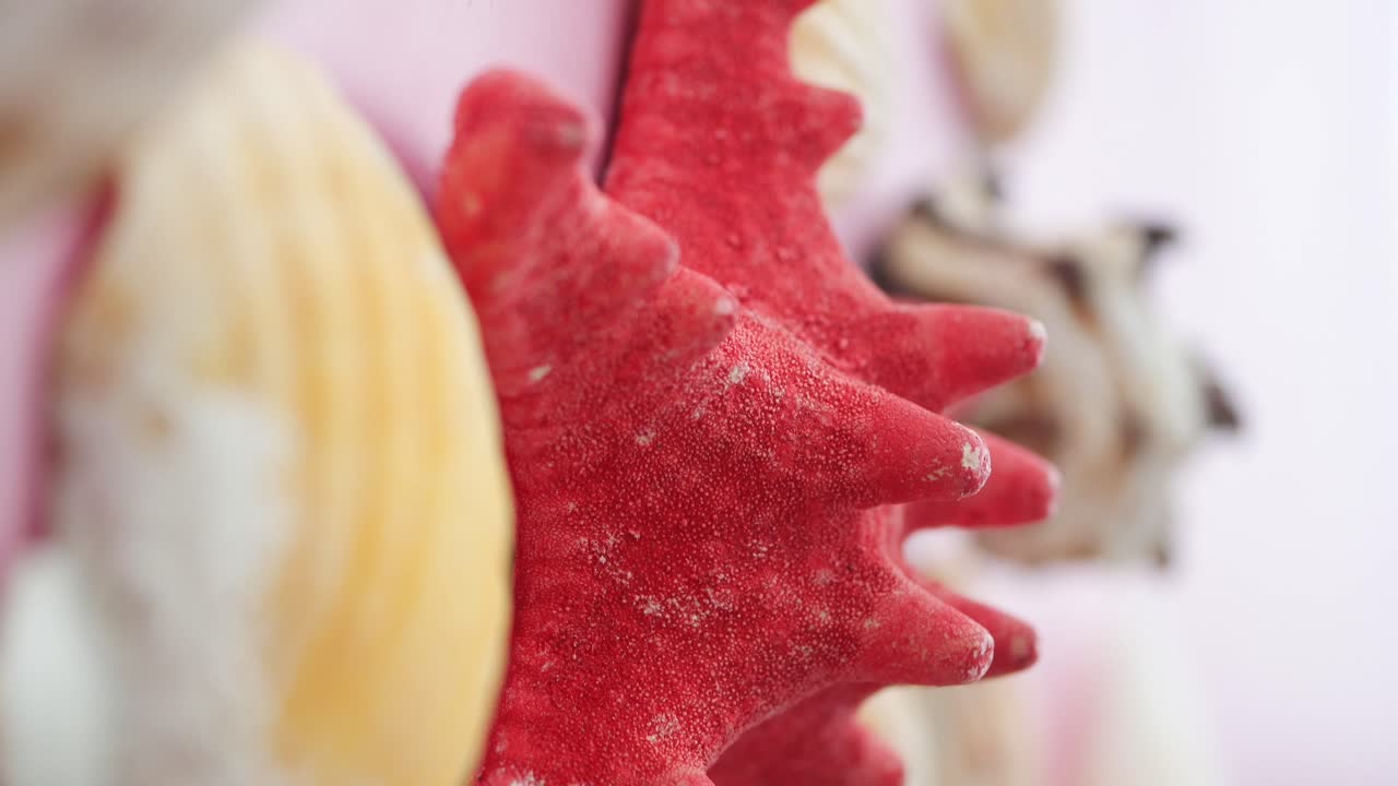 conchas y estrellas de mar