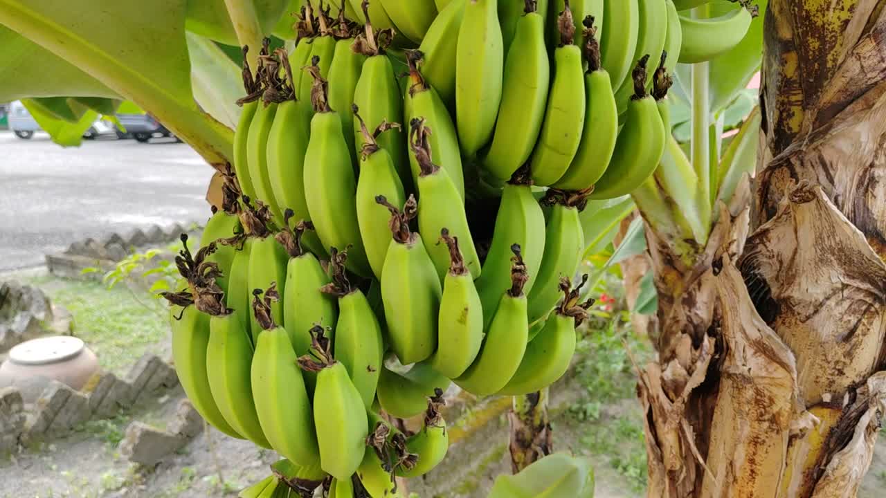 Unripe bananas still on the tree. These mature green bananas show the stages of fruit development before they are ready for harvest