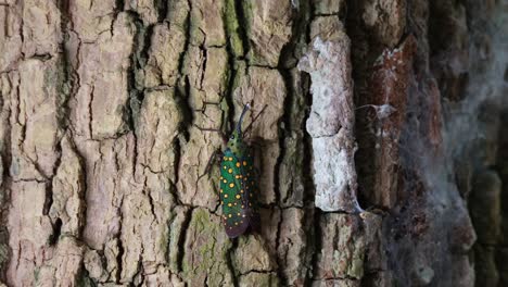 Facing-up-as-seen-on-the-bark-while-spiderwebs-moving-with-some-wind,-Saiva-gemmata-Lantern-Bug,-Thailand